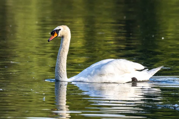 Dilsiz Kuğu Dilsiz Kuğu Anatidae Familyasından Bir Kuğu Türüdür Burada — Stok fotoğraf