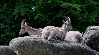 Alman parkındaki bir kayanın üzerinde oturan dağ keçisi ya da kapra dağ keçisi.