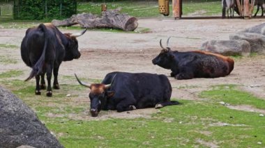 Bos Primigenius Taurus, soyu tükenmiş yaban öküzlerine benzediğini iddia etti. Evcil dağlık sığırlar