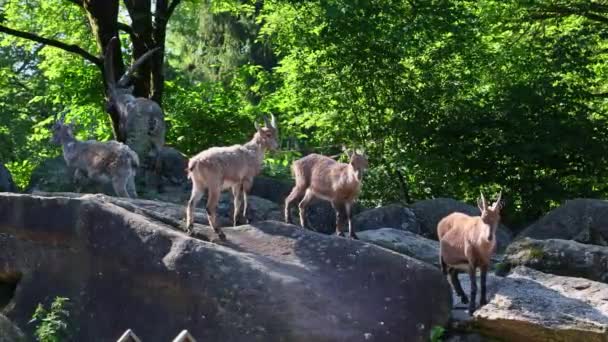 德国公园的一座岩石上坐着一座雄性山 Ibex Capra — 图库视频影像