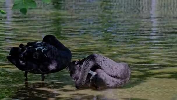 黒白鳥 Cygnus Atratus オーストラリア南東部と南西部を中心に繁殖する大型の水鳥である — ストック動画