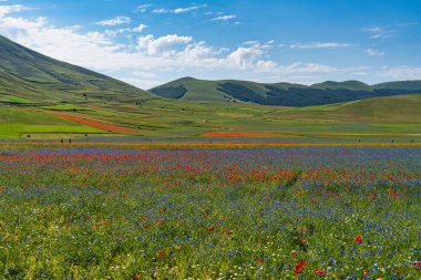 Castelluccio di Norcia 'da gelincikler ve çiçek açan mercimek, ulusal park sibillini dağları, İtalya, Avrupa
