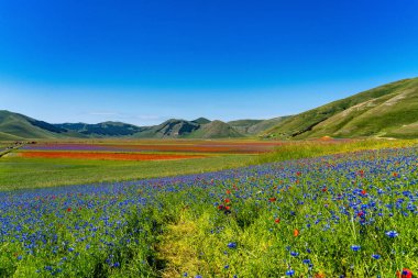 Castelluccio di Norcia 'da gelincikler ve çiçek açan mercimek, ulusal park sibillini dağları, İtalya, Avrupa