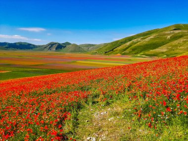 Castelluccio di Norcia 'da gelincikler ve çiçek açan mercimek, ulusal park sibillini dağları, İtalya, Avrupa
