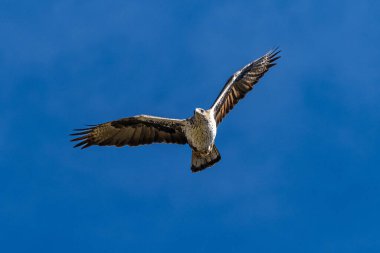 Griffon akbabaları, Una, İspanya 'daki Serrania de Cuenca' da uçan Gyps fulvus. La Raya ve El Escaleron Una 'da