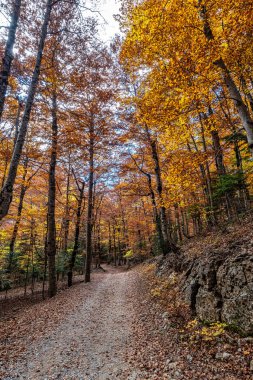 Ordesa 'da renkli kayın ağaçları ve İspanya' da Monte Perdido Ulusal Parkı, Pireneler, Aragon.