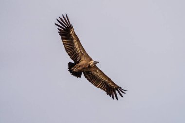 Griffon akbabası, Gyps Fulvus Monfrague Ulusal Parkı 'nda Salto del Gitano' da uçuyor. Caceres, Extremadura, İspanya.