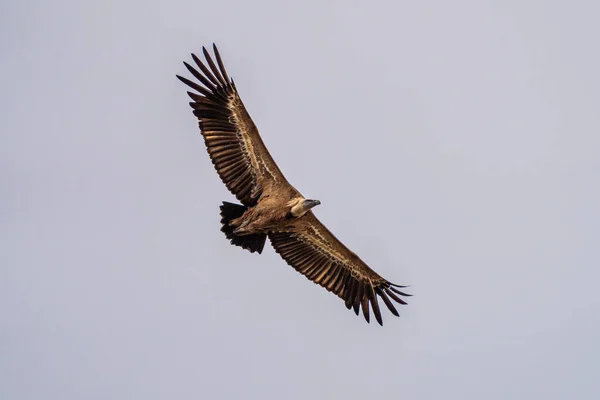 Griffon Gier Gyps Fulvus Vliegen Rond Salto Del Gitano Monfrague — Stockfoto