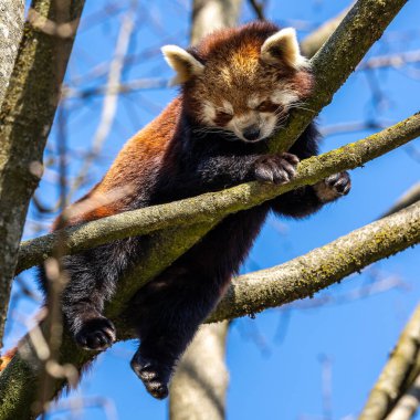 Kırmızı panda, Ailurus fulgens, daha küçük panda ve kırmızı kedi ayı olarak da bilinir..