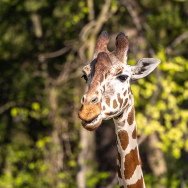 Zürafa, Giraffa camelopardalis, Afrika 'da yaşayan tek ayak parmaklı tek parmaklı, yaşayan en uzun canlı hayvan türüdür..