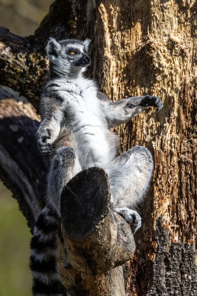 Lémurien Queue Cerclée Lemur Catta Est Grand Primate Strepsirrhinien Lémurien — Photo