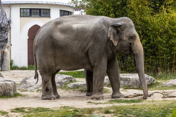 The Asian elephant, Elephas maximus also called Asiatic elephant, is the only living species of the genus Elephas and is distributed in the Indian subcontinent and Southeast Asia