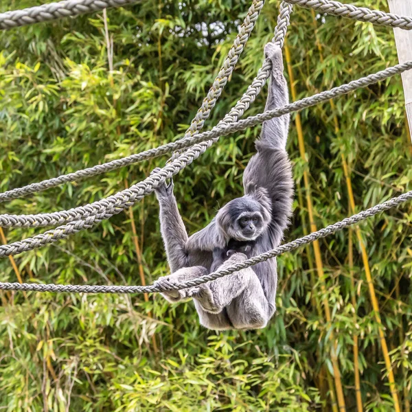 Silbergibbon Hylobates Moloch Der Silbergibbon Zählt Den Stärksten Bedrohten Arten — Stockfoto