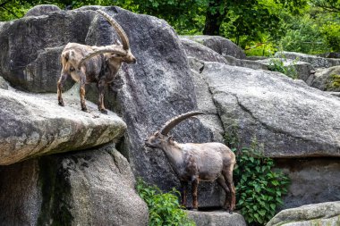 Erkek dağ keçisi - Avrupa Alplerinde yaşayan bir kayanın üzerindeki kapra dağ keçisi