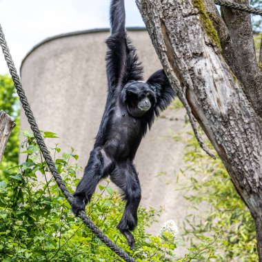 Siyah kafalı örümcek maymun, Ateles fusciceps bir örümcek maymun türüdür, yeni dünya maymun türü, orta ve Güney Amerika 'dan.