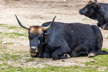 Bos Primigenius Taurus, soyu tükenmiş yaban öküzlerine benzediğini iddia etti. Alman parkında görülen yerli dağ sığırları
