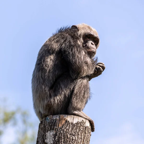 Vanlig Schimpans Pan Troglodytes Populär Stor Apa Från Afrikanska Skogar — Stockfoto