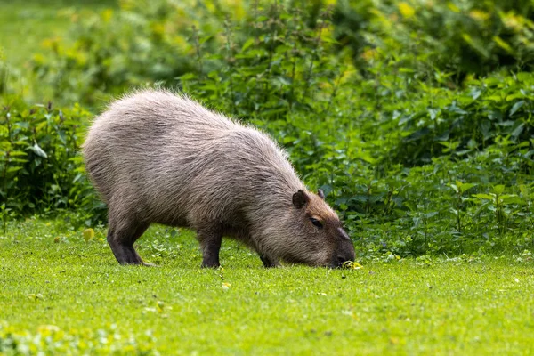 Der Wasserschwein Hydrochoerus Hydrochaeris Ist Ein Säugetier Das Südamerika Beheimatet — Stockfoto