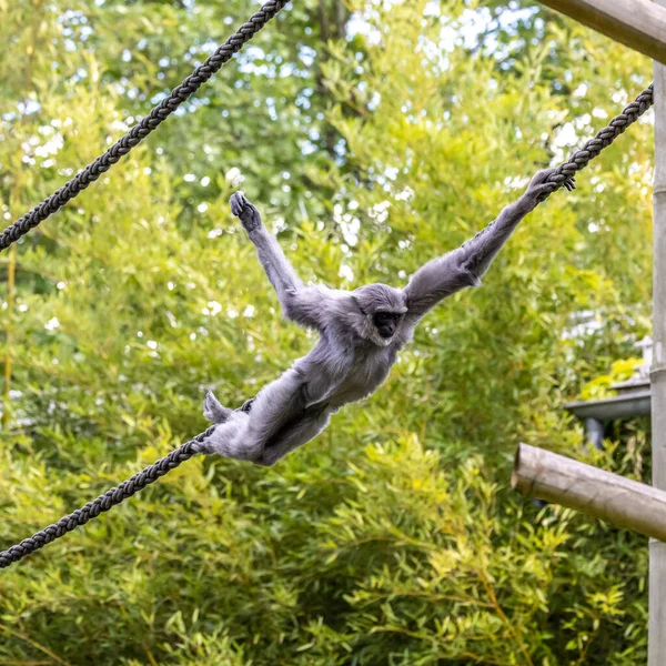 Silvergibbon Hylobates Moloch Den Silvraste Gibbon Rankas Bland Mest Hotade — Stockfoto
