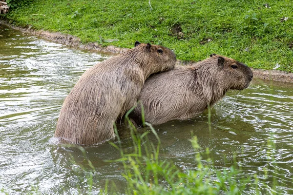 カピバラ Capybara Hydrochoerus Hydrochaeris 南米原産の哺乳類である それは世界最大の居住者です — ストック写真