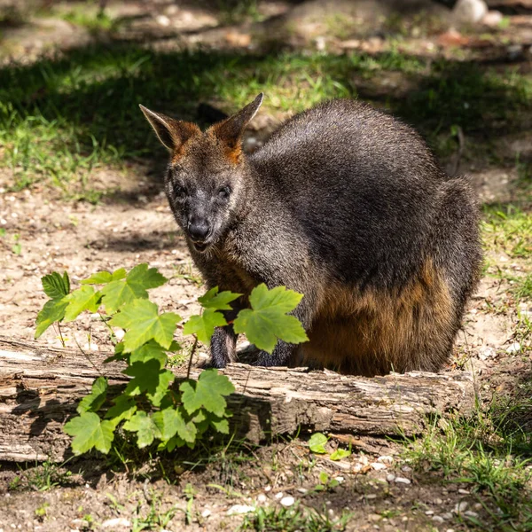 Bagno Wallaby Dwukolorowy Wallabia Jest Jednym Mniejszych Kangurów Ściana Jest — Zdjęcie stockowe