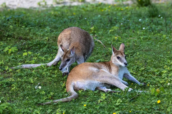 Wallaby Macropus Agilis Een Wallaby Uit Familie Wallaby Wallaby — Stockfoto