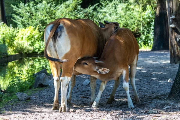 Banteng, Bos javanicus or Red Bull. It is a type of wild cattle But there are key characteristics that are different from cattle and bison: a white band bottom in both males and females.