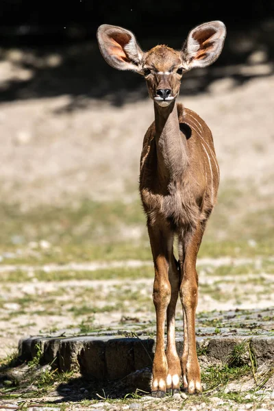 Greater Kudu Tragelaphus Strepsiceros Antílope Arbolado Que Encuentra Este Sur — Foto de Stock