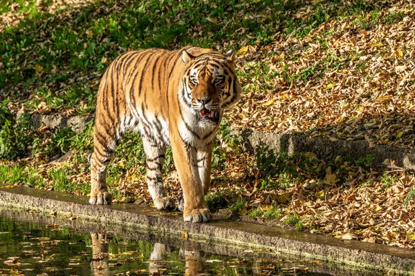 Τίγρης Της Σιβηρίας Panthera Tigris Altaica Είναι Μεγαλύτερη Γάτα Στον — Φωτογραφία Αρχείου