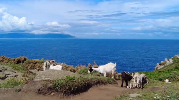 Wild Goats Cliffs Estaca Bares Peninsula Coast Province Coruna Galicia — Stock Video