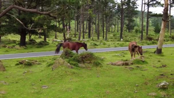 Caballos Salvajes Comiendo Hierba San Andrés Teixido Galicia España Europa — Vídeos de Stock