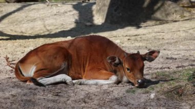 Banteng ailesi, Bos javanicus veya Red Bull. Vahşi bir sığır türüdür ama sığır ve bizondan farklı kilit özellikler vardır: hem erkek hem de dişilerde beyaz bir şerit..