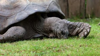 Curieuse Adası 'ndaki (Seyşeller Adası' ndaki Praslin Adası 'nın başarılı bir vahşi kaplumbağa koruma programına ev sahipliği yapan) dev Aldabra kaplumbağası (Aldabrachelys gigantea).
