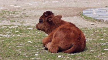 Yavru Aurochs, Heck sığırları, Bos primigenius Taurus, soyu tükenmiş yaban öküzlerine benzediğini iddia etti. Evcil dağlık sığırlar