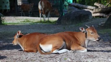 Banteng ailesi, Bos javanicus veya Red Bull. Vahşi bir sığır türüdür ama sığır ve bizondan farklı kilit özellikler vardır: hem erkek hem de dişilerde beyaz bir şerit..