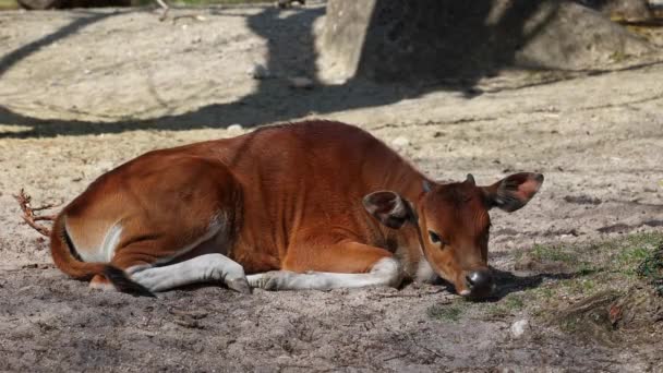 Familj Till Banteng Bos Javanicus Eller Red Bull Det Typ — Stockvideo