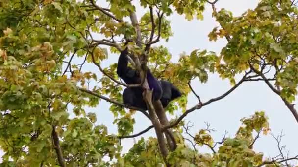 Monyet Laba Laba Berkepala Hitam Ateles Fusciceps Adalah Spesies Monyet — Stok Video