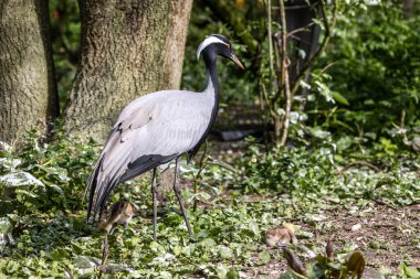 Demokiselle Crane 'in ailesi, Anthropoides Başak' ı gün boyunca açık yeşil bir çayırda yaşıyor. Orta Avrupa 'da bulunan bir turna türüdür.