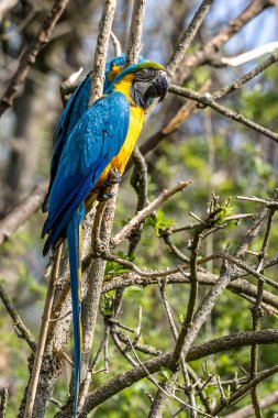 Mavi ve sarı papağan, Ara aratyası, mavi ve altın papağanı olarak da bilinir, çoğunlukla mavi üst kısımları ve açık turuncu alt kısımları olan büyük bir Güney Amerika papağanıdır.