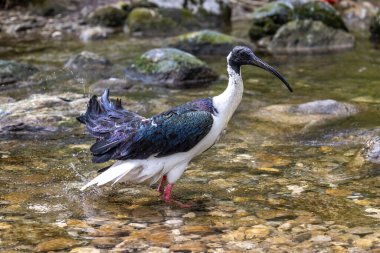 Saman boyunlu Ibis, Threskiornis spinicollis, Threskiornithidae familyasından bir kuş türü..