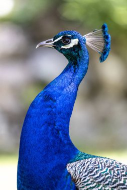 Hint Peafowl veya mavi Peafowl, Büyük ve parlak renkli bir kuş türüdür, Güney Asya 'ya özgü, fakat dünyanın diğer bölgelerinde de tanıtılan bir türdür..