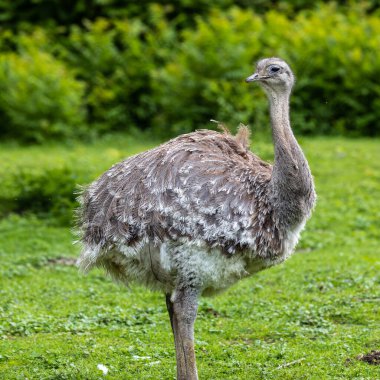 Darwin 'in Rhea' sı, Rhea pennata daha az Rhea olarak da bilinir. Büyük, uçamayan bir kuştur, fakat iki Rheas türünün en küçüğüdür..