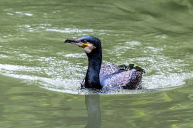 Kuzey yarımküre boyunca büyük siyah karabatak olarak bilinen büyük karabatak, Avustralya 'daki siyah karabatak ve Yeni Zelanda' nın daha güneyindeki siyah karabatak