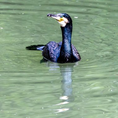 Kuzey yarımküre boyunca büyük siyah karabatak olarak bilinen büyük karabatak, Avustralya 'daki siyah karabatak ve Yeni Zelanda' nın daha güneyindeki siyah karabatak