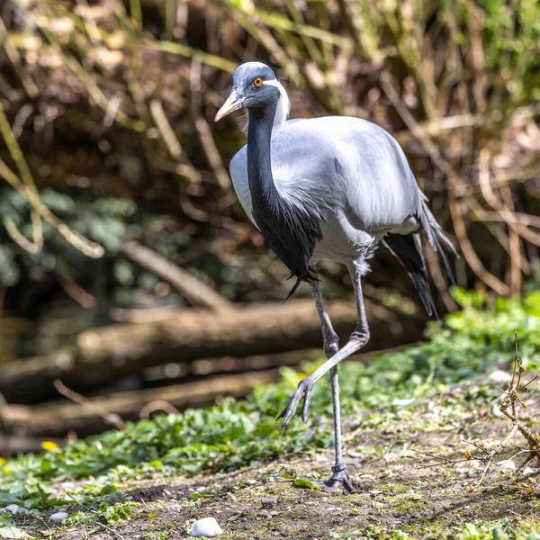 Demoiselle Crane Antropoides Virgo Żyją Jasnozielonej Łące Ciągu Dnia Jest — Zdjęcie stockowe