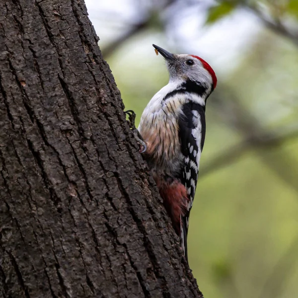 Middle Spotted Woodpecker Leiopicus Medius Όμορφος Σπάνιος Δρυοκολάπτης Από Ευρωπαϊκά — Φωτογραφία Αρχείου