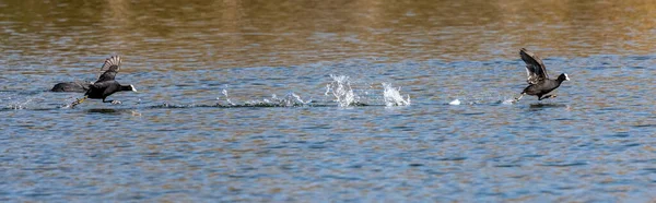 Coot Eurasiano Fulica Atra Perseguindo Uns Aos Outros Correndo Através — Fotografia de Stock