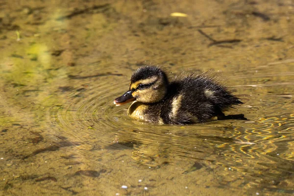 와일드 Wild Duck Mallard Anas Platyrhynchos Family Young Goslings Lake — 스톡 사진