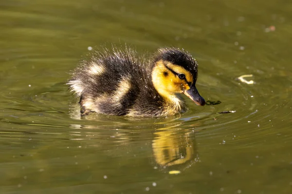 Wildente Oder Stockente Familie Anas Platyrhynchos Mit Jungen Gösslingen Einem — Stockfoto