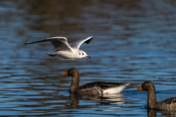 Európai Hering Sirály Larus Argentatus Egy Nagy Sirály Egyik Legismertebb — Stock Fotó